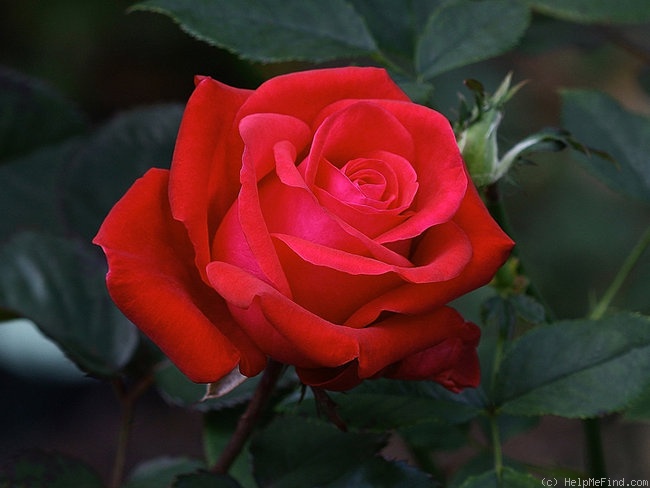 'Robin Alonso ™' rose photo