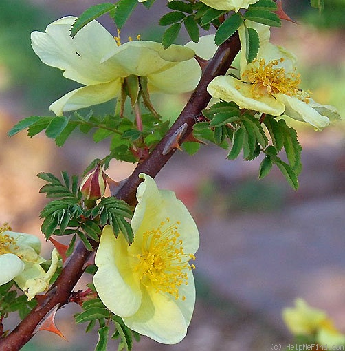 '<i>Rosa hugonis</i> Hemsl. synonym' rose photo