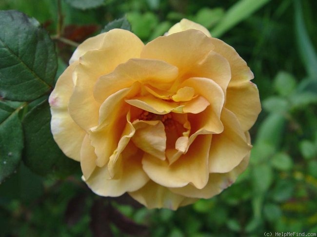 'Amberlight (floribunda, LeGrice, 1961)' rose photo