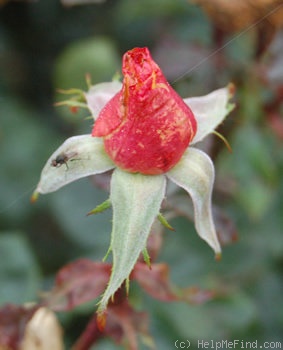 'Königin Beatrix ®' rose photo