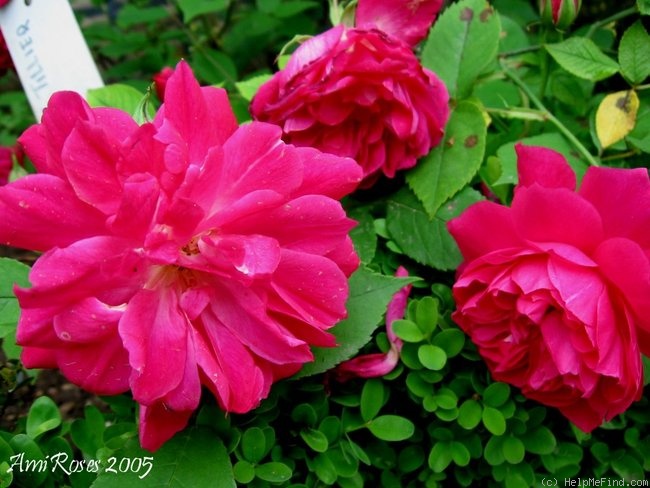 'Mons Tillier' rose photo