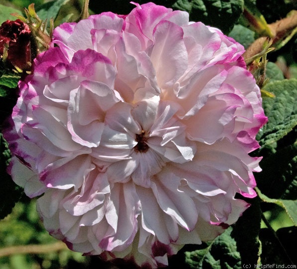 'Léda (damask, Unknown before 1818)' rose photo