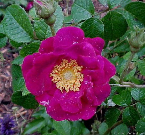 'La Belle Sultane' rose photo