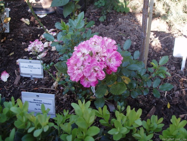 'Minirosa' rose photo