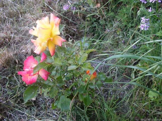 'KORmarie' rose photo