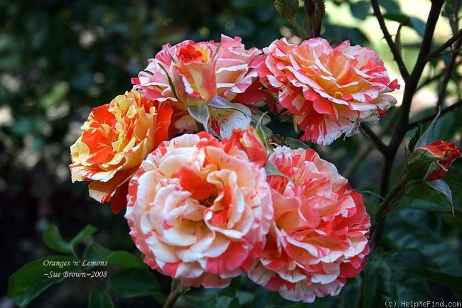 'Oranges 'n' Lemons ™' rose photo