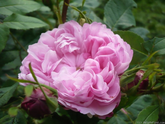 'Jacques Cartier' rose photo