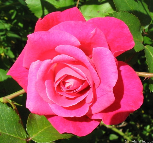 'JW-01 (Peter Harris)' rose photo