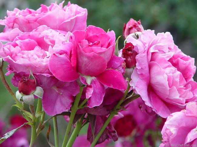 'Intrigue (floribunda, Warriner 1982)' rose photo