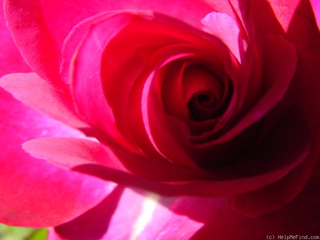 'Outta The Blue ™' rose photo