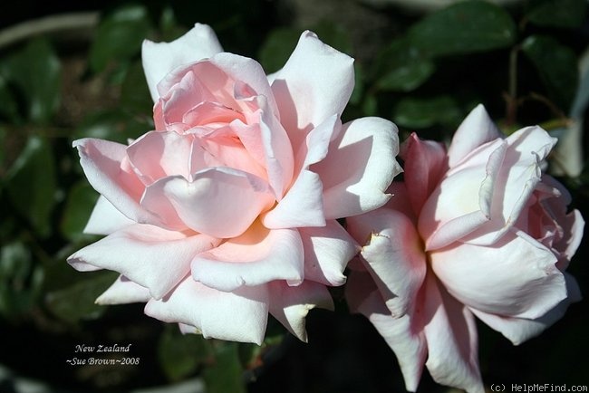 'New Zealand (hybrid tea, McGredy 1988)' rose photo