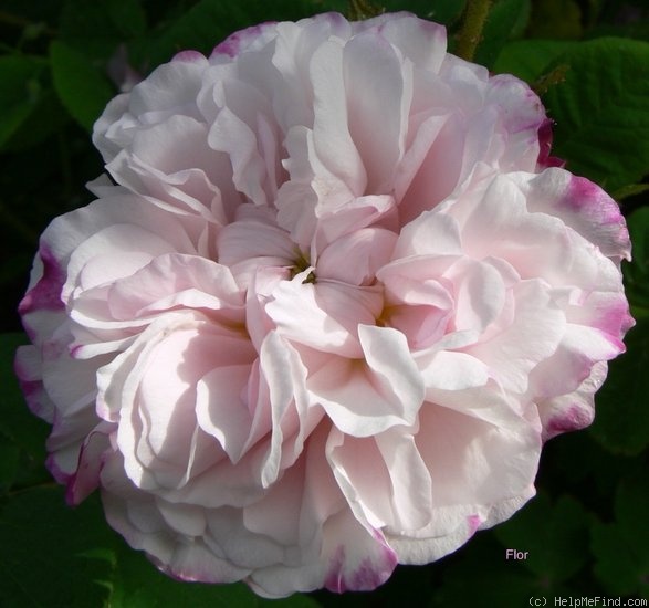 'Léda (damask, Unknown before 1818)' rose photo