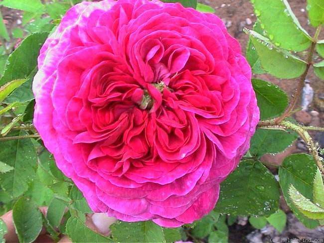 'Catinat (gallica, Vibert, 1838)' rose photo
