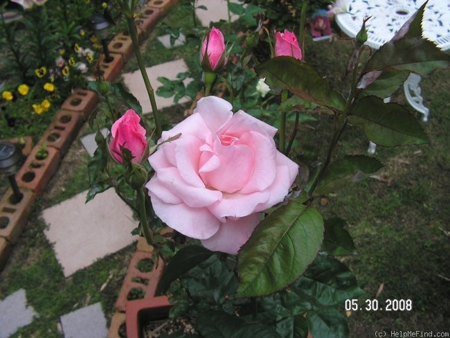 'Queen Elizabeth (Hybrid Tea, Lammerts before 1951)' rose photo