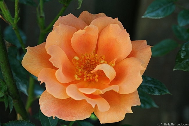 'Bridge of Sighs (Large Flowered Climber, Harkness, 2000)' rose photo