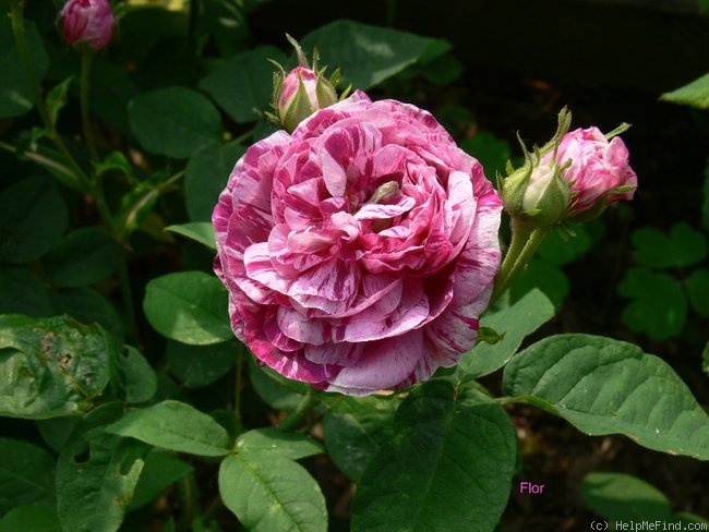 'Tricolore de Flandre' rose photo