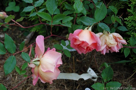 'Comtesse du Cayla' rose photo