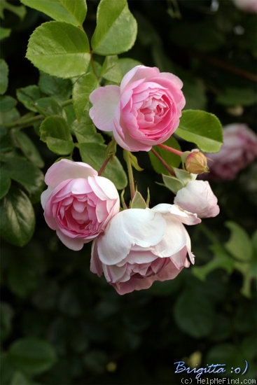 'Jasmina ™ (LCl, Kordes, 1996)' rose photo