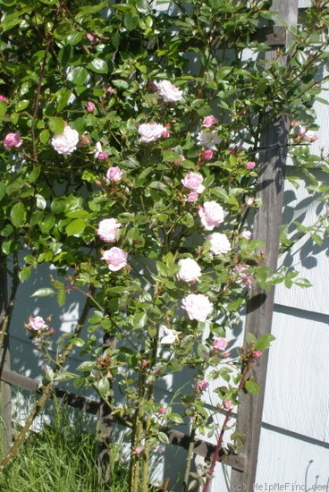 'Jeanne Lajoie' rose photo