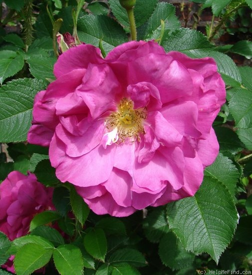 'Wild Edric' rose photo