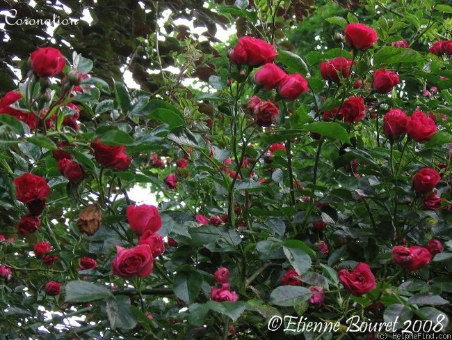 'Coronation (hybrid wichurana, Turner, 1911)' rose photo