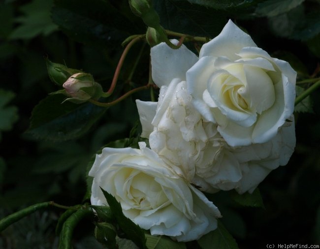 'Moonlight (hybrid musk, Pemberton 1913)' rose photo