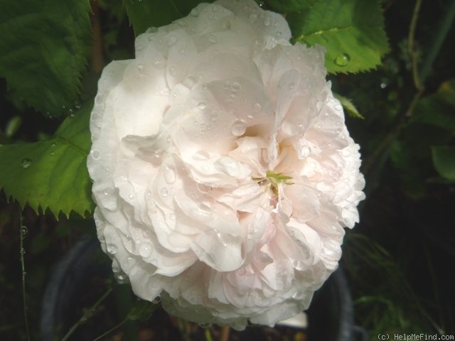 'Félicité Parmentier' rose photo