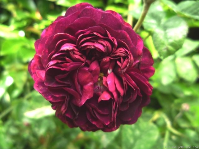 'La Négresse (damask, Vibert, 1842)' rose photo