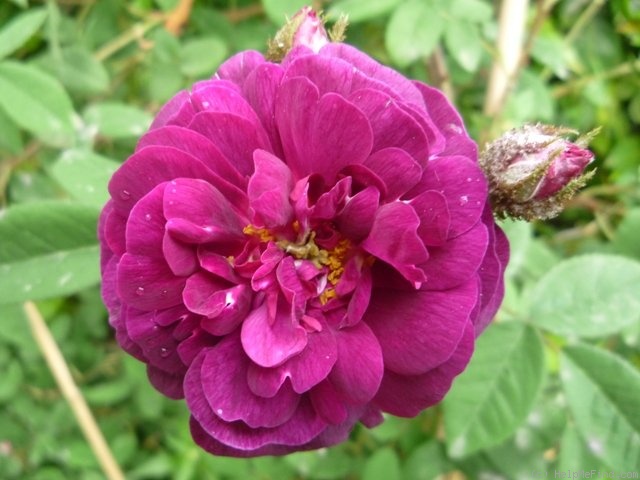 'Nuits de Young (Moss, Laffay, 1845)' rose photo