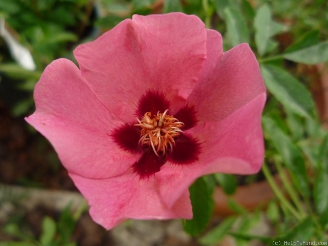 'Euphrates' rose photo