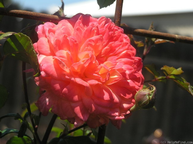 'Portlandia' rose photo