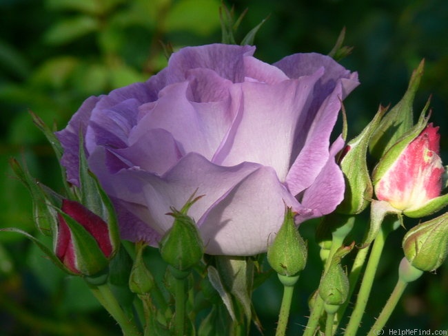 'Blue For You (Floribunda, James 2001)' rose photo