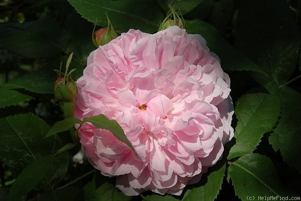 'Jacques Cartier' rose photo