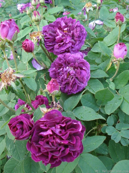 'Tuscany Superb' rose photo