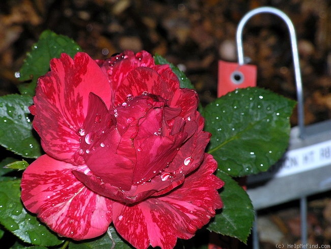 'Red Intuition' rose photo