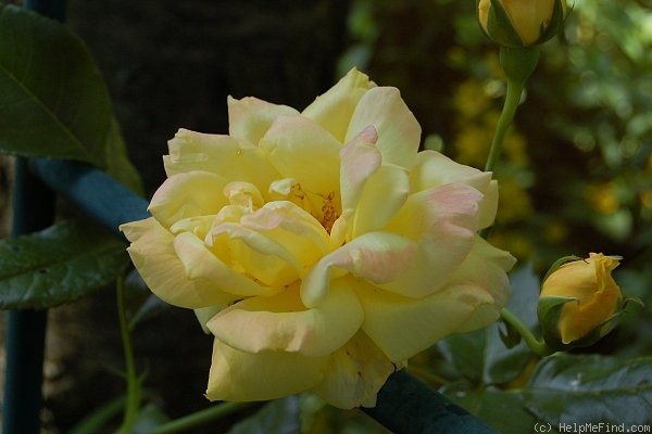 'Goldfassade' rose photo