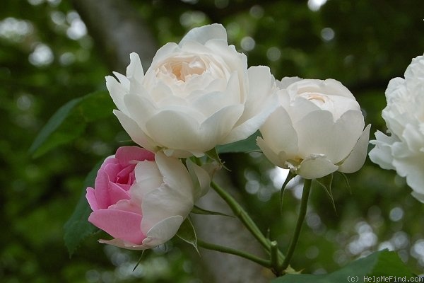 'Winchester Cathedral ®' rose photo