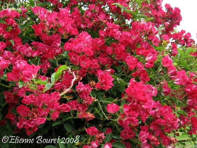'Clematis' rose photo