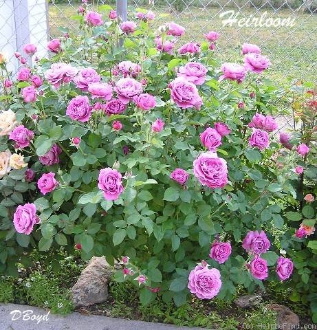 'Heirloom (hybrid tea, Warriner 1972)' rose photo
