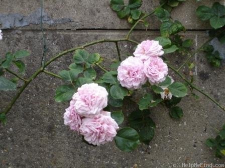 'Madame Edmond Laporte' rose photo