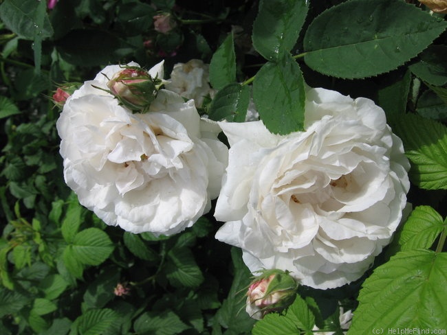 'Blanchefleur (hybrid centifolia, Vibert, 1835)' rose photo