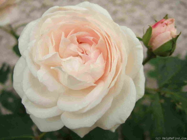 'Boule de Neige (bourbon or noisette, Lacharme, 1867)' rose photo