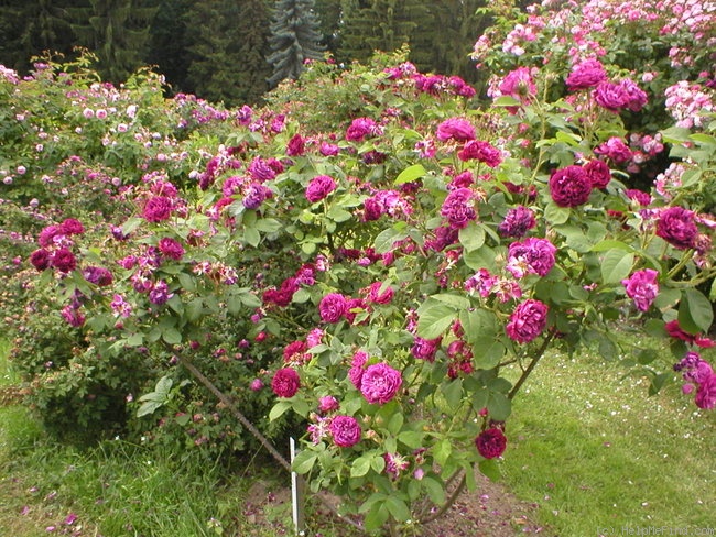 'Capitaine Basroger' rose photo