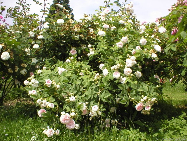 'Félicité Parmentier' rose photo