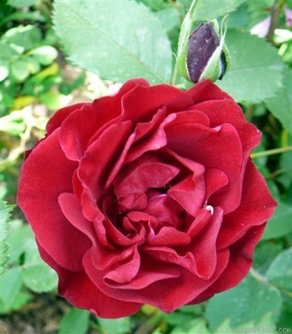'Hope for Humanity' rose photo