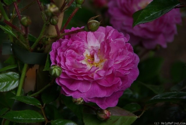 'Aristide Briand' rose photo