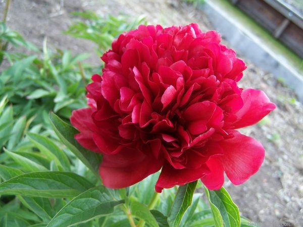 'Henry Bockstoce' peony photo
