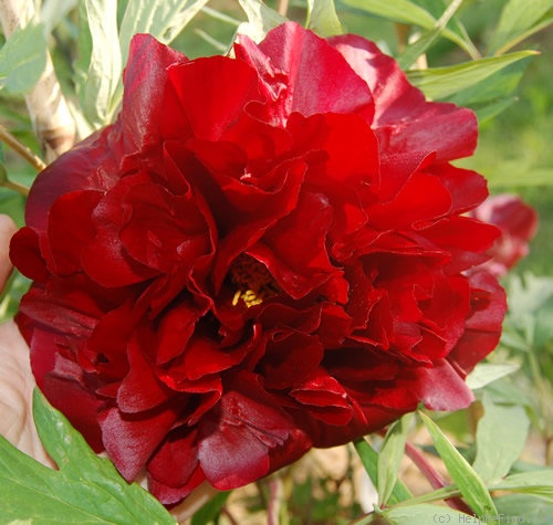 'Black Panther' peony photo