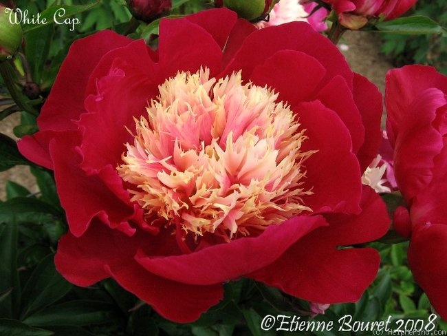 'White Cap' peony photo