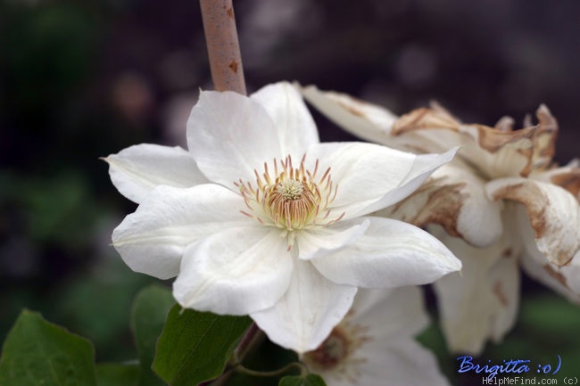 'Mrs. George Jackman' clematis photo